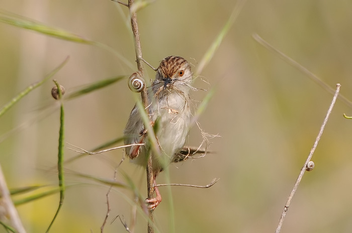 Gestreepte Prinia 1.jpg